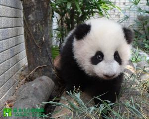 ▲大貓熊。(圖/取自Taipei Zoo臺北市立動物園) ▲大貓熊。(圖/取自Taipei Zoo臺北市立動物園)