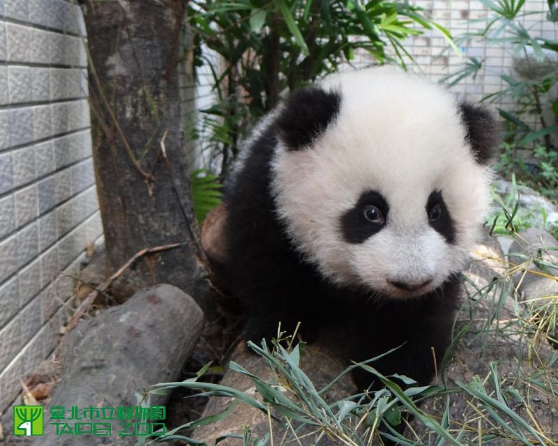 ▲大貓熊。(圖/取自Taipei Zoo臺北市立動物園)