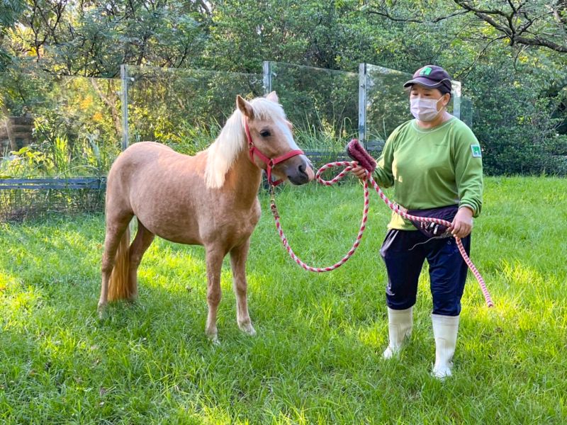 ▲在遊客步道上遇到動物，但這可不是動物脫逃哦！（圖／臺北市立動物園授權提供）