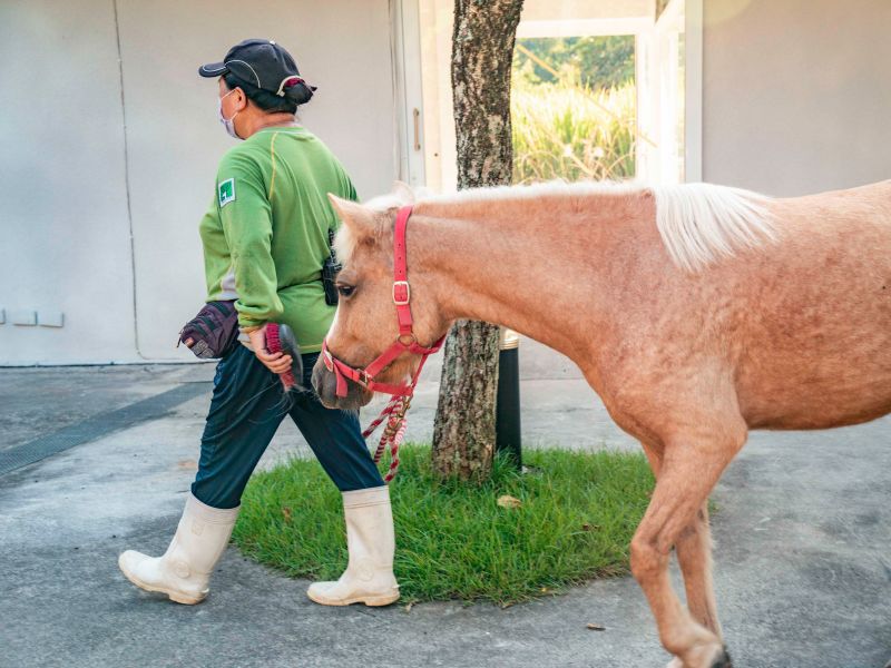 ▲如果看到動物保育員帶著羊駝、迷你馬等動物在園區蹓躂，那可是保育員正在為動物做減敏訓練。（圖／臺北市立動物園授權提供）