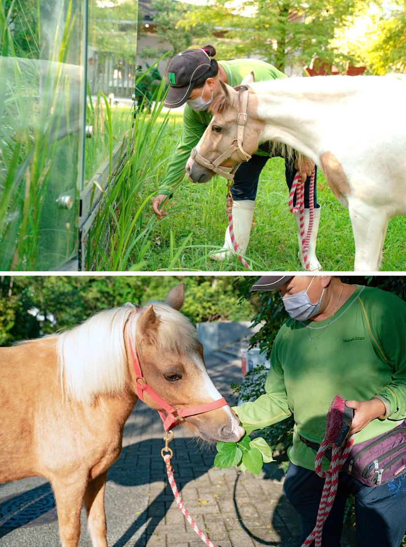 ▲園區野生的植物，成為動物蹓躂時沿路美食打卡點。（圖／臺北市立動物園授權提供）