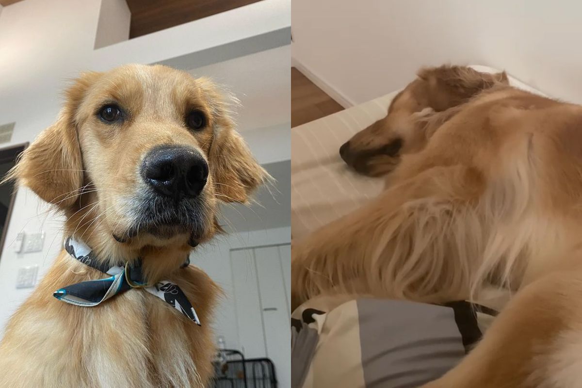 ▲小黃金睡覺出現抽搐和嗚咽的情形，飼主送去獸醫院檢查，診斷結果卻讓他笑翻。（圖／Instagram：kaikai.golden.0501）