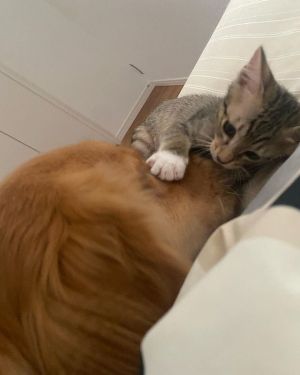 ▲日本夫妻養了兩貓一狗。（圖／Instagram：kaikai.golden.0501）