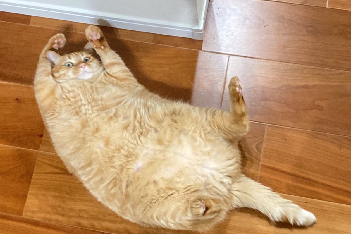 ▲假日噪起來！胖橘高舉雙手笑嗨嗨：「準備好呀呼了嗎？」。（圖／Twitter：kagisuzu0531）