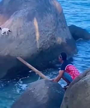 ▲小貓受困於海上孤石，幸虧有好心人上前救助。（圖／Reddit：Beneficial_North_680）