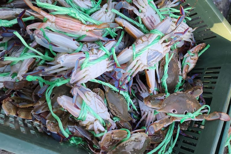 ▲秋蟹季正式開始，台灣海域捕撈的萬里蟹供貨、價格穩定。（圖／螃蟹達人蟹購網授權）