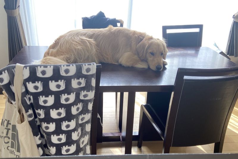 ▲黃金獵犬自認是貓，龐然巨體羞趴桌面：「小萌喵都這樣」。（圖／Twitter：maru20316）