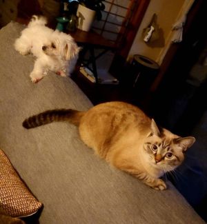 ▲貓貓和狗狗一起在沙發頂端放鬆。（圖／Twitter：sumatora）