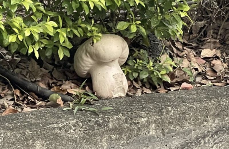 ▲網友分享自己在路邊看到一個巨大蘑菇，笑稱一顆可以吃非常久，引起熱烈討論。（圖/路上觀察學院）