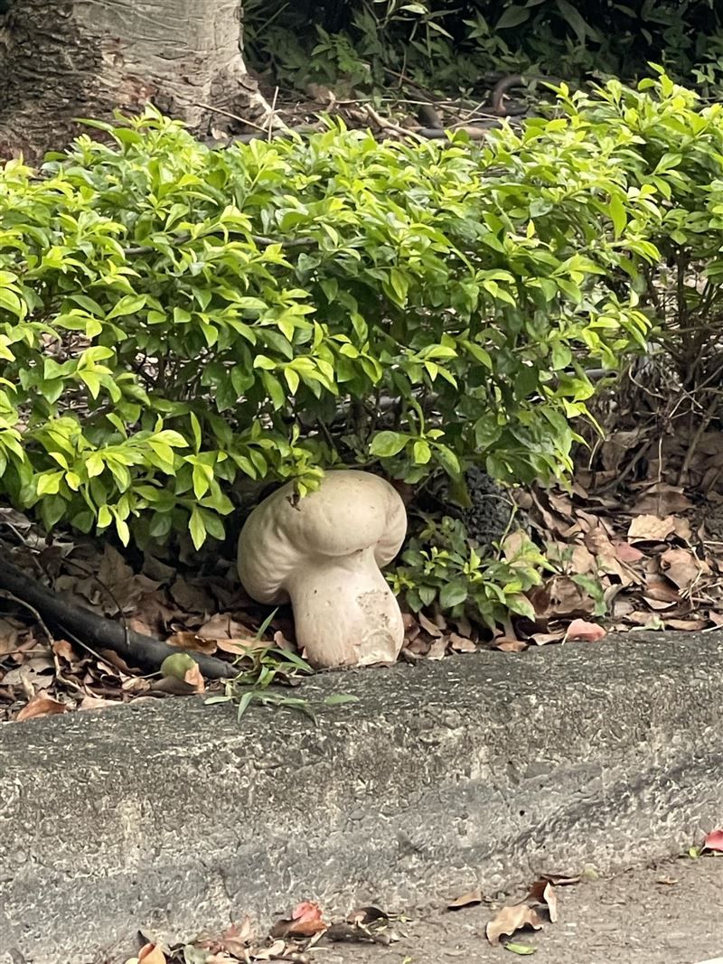 ▲蘑菇對比附近的樹葉以及樹叢，可以發現體積非常龐大。（圖/路上觀察學院）