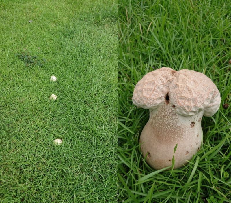 ▲每到梅雨季一直下雨的時候，五股濕地生態園區就會長出「紫色禿馬勃」。（圖/五股濕地生態園區臉書）