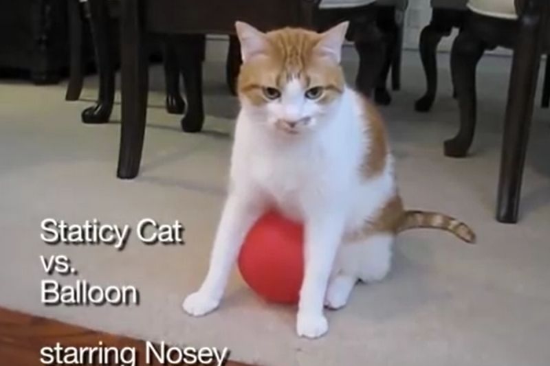 ▲靜電擦出愛！貓被氣球緊黏不放，左甩又甩超煩：「它為啥那麼喜歡我？」。（圖／Youtube： H. Keith Hamilton VFX） 