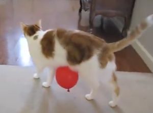 ▲氣球一下卡在貓咪的肚子上。（圖／Youtube： H. Keith Hamilton VFX）