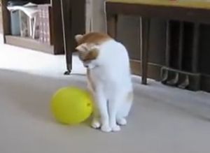 ▲Nosey：好不容易擺脫了紅色氣球，拜託你別來亂！（盯著黃氣球）（圖／Youtube： H. Keith Hamilton VFX）