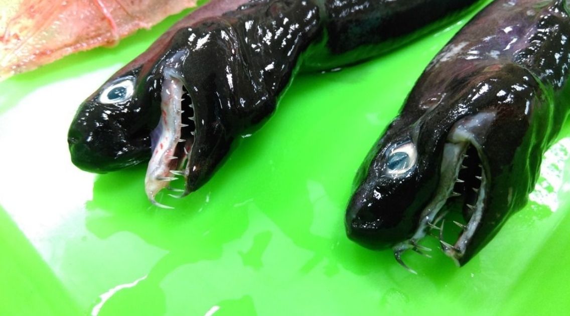 ▲2017年時水產試驗所曾在台東外海捕獲「漆黑怪魚」。（圖／行政院農業委員會水產試驗所）
