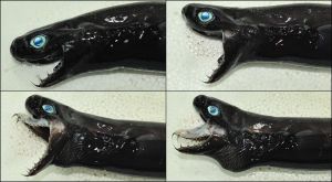 ▲卡氏尖頷烏鯊的口器相當特殊，牙齒均為針狀牙，上下顎部分可往前方延伸。（圖／行政院農業委員會水產試驗所）