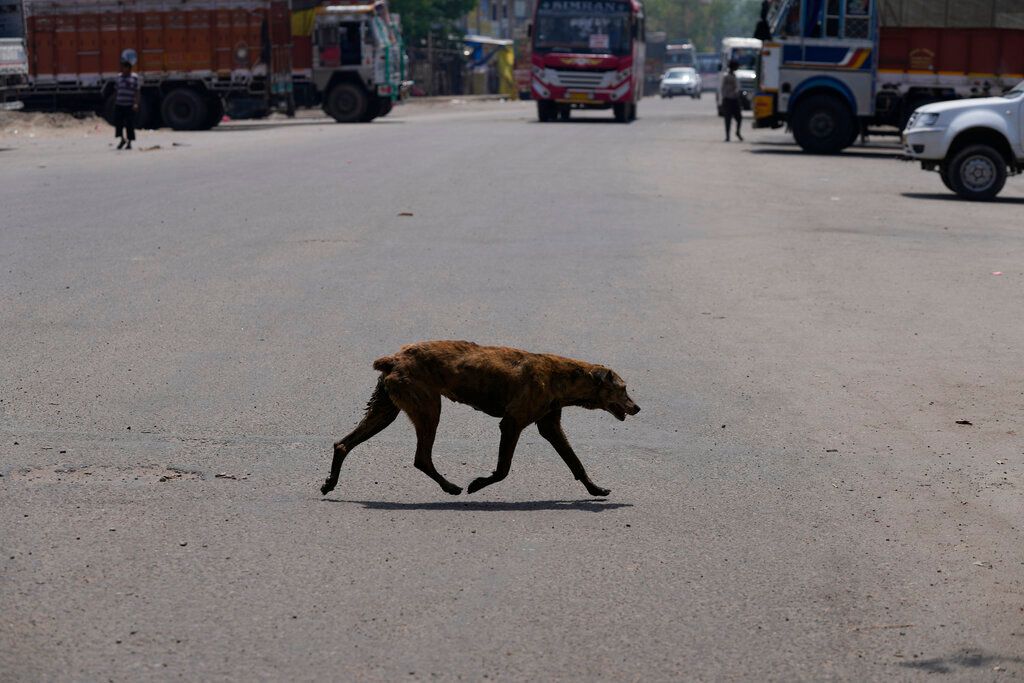 ▲流浪貓狗數量不斷增加中，對野生動物與環境是逐漸加大的壓力。（示意圖／美聯社／達志影像）