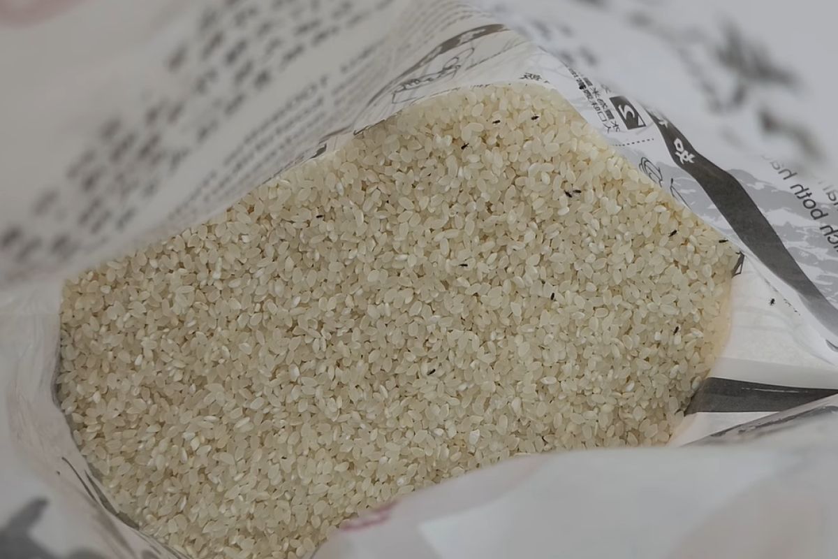 ▲好市多大包米驚現「米蟲宗親會」，網友推1招滅蟲蟲9族：「超有效」。（圖／臉書社團《Costco好市多 商品經驗老實說》）