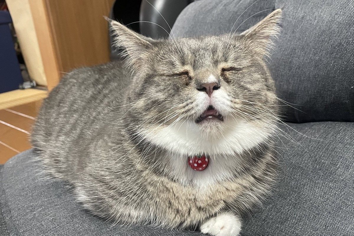 ▲夢到什麼了？熟睡貓露冏狀噴嚏臉，網友笑：「新表情包Get」。（圖／Twitter：ram20210716）