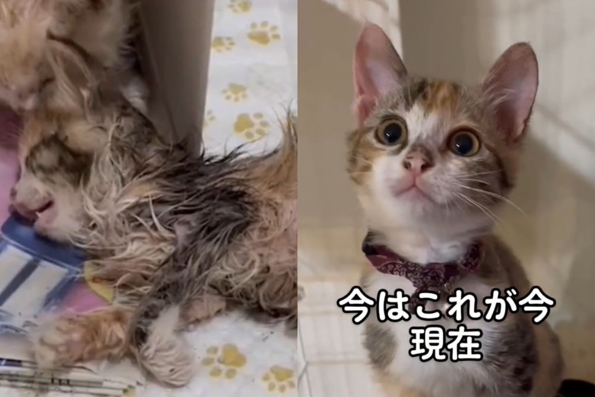 ▲流浪小貓瀕亡，獸醫嘆：「隨時可能離開」，飼主姊妹不放棄，最終引發奇蹟！（圖／TiKTok：afuneko）