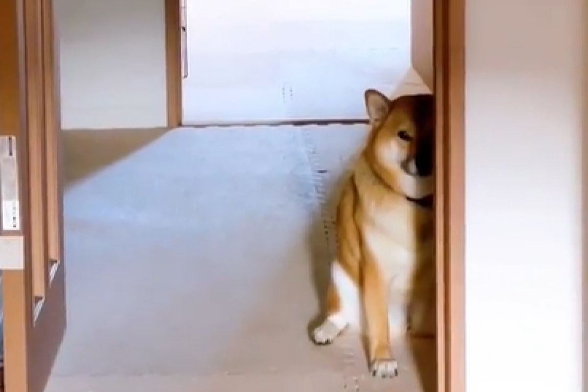 ▲每天早上必有一道死亡凝視，貪吃柴牆邊露半臉直逼飼主：「快給我吃的」。（圖／Instagram：shibashiba_koharu）