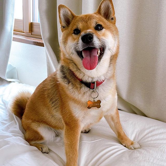 ▲小春活力滿點。（圖／Instagram：shibashiba_koharu）