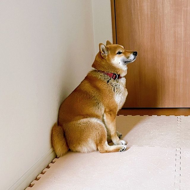 ▲小春正靠著牆休息。（圖／Instagram：shibashiba_koharu）