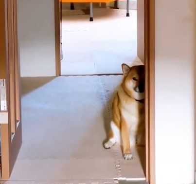 ▲小春每天早上都會用這種眼神盯著飼主看。（圖／Instagram：shibashiba_koharu）