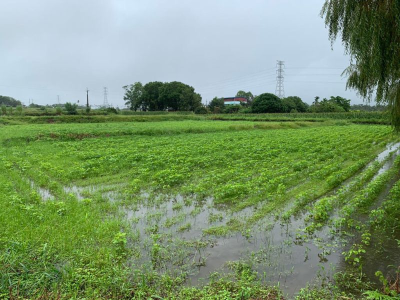 颱風尼莎強風豪雨致農損　花蓮大豆每公頃救助2.8萬元
