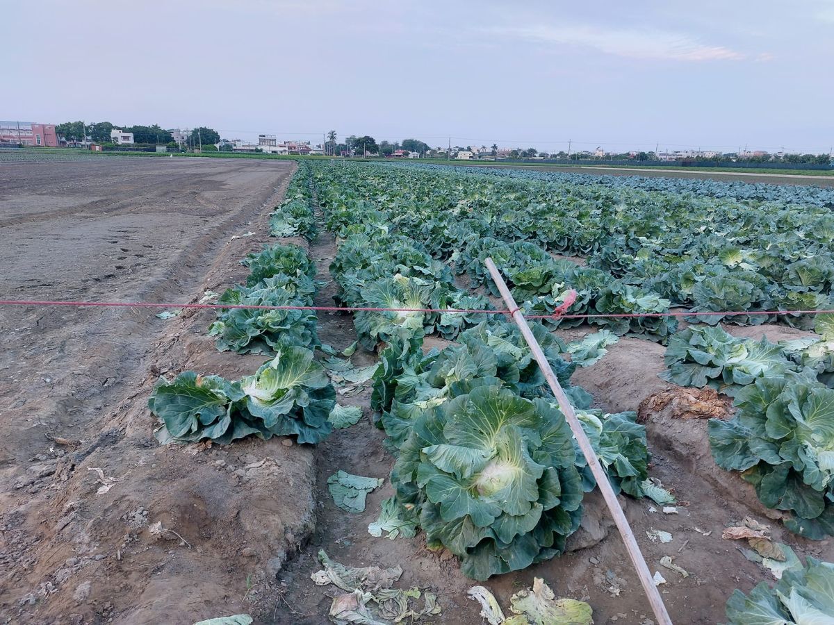 ▲鄰居到女網友家田地偷菜被抓包，卻反嗆女網友「沒肚量」。（圖／爆料公社）
