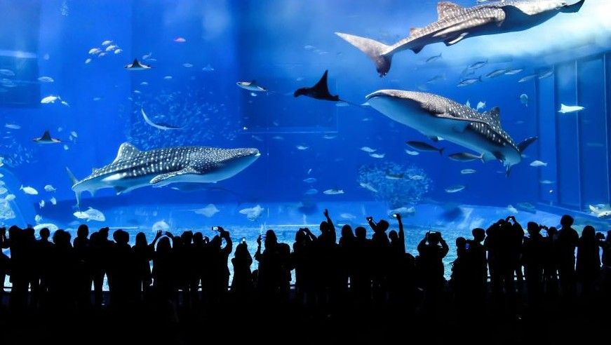 ▲KKday線上旅展開跑，祭出沖繩4日來回機票5999元起，以及台北101跨年派對門票早鳥價1800元。（圖／業者提供）