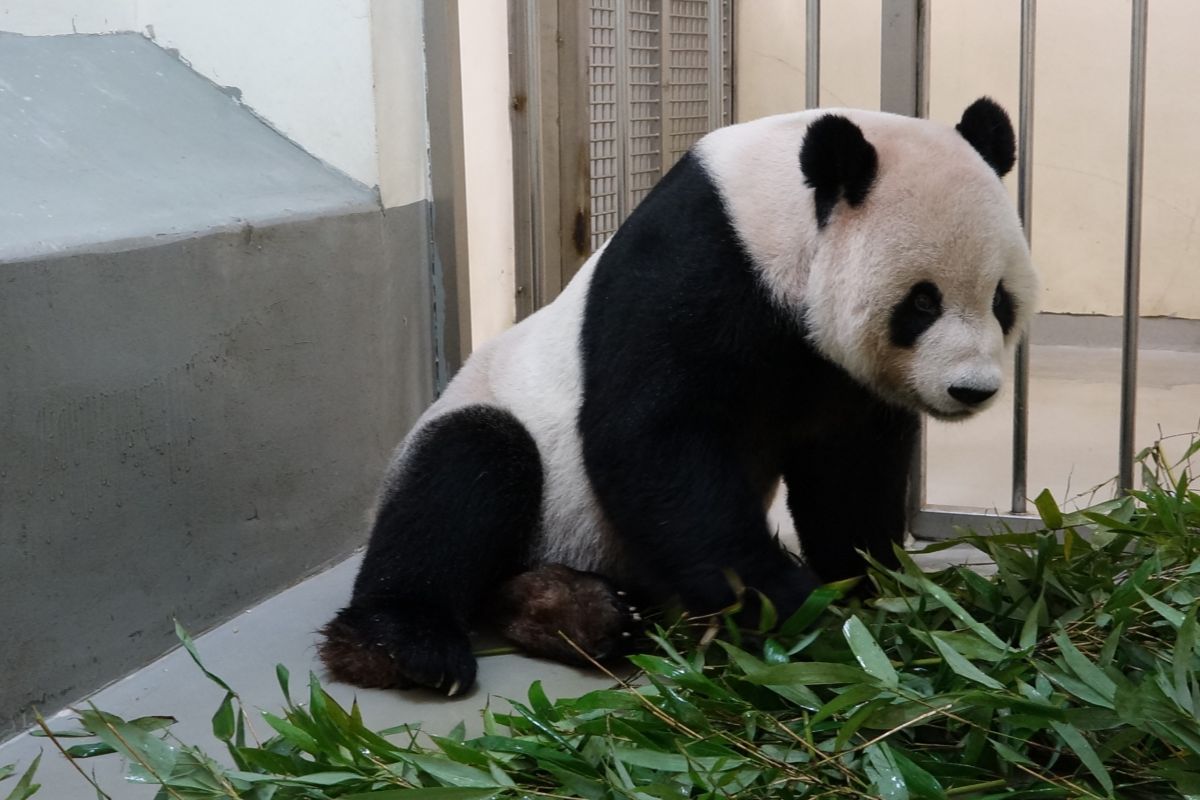 ▲大貓熊團團病況差，中國臥龍大熊貓保護研究中心2名專家今趕赴動物園探視。（圖／臺北市立動物園授權提供） 
