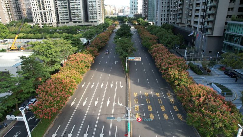 中市賞花秘境 欒樹、美人樹悄悄綻放