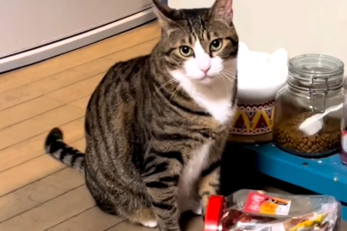 ▲撒嬌錯人啦！虎斑貓秒轉身當沒事：「剛剛怎麼了嗎？」。（圖／Instagram：sae.9807）