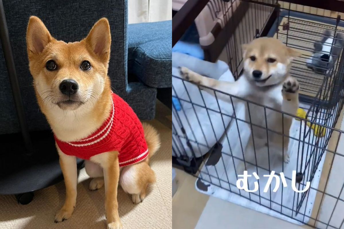 ▲幼柴迎門時熱情可愛，長大後態度劇烈變化，飼主默默在心裡流2滴淚。（圖／Instagram：kichimaru0201）