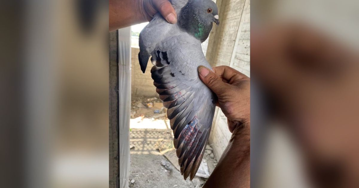 ▲有民眾意外撿到身上有「超狂半甲」的賽鴿。（圖／翻攝《爆廢公社公開版》）