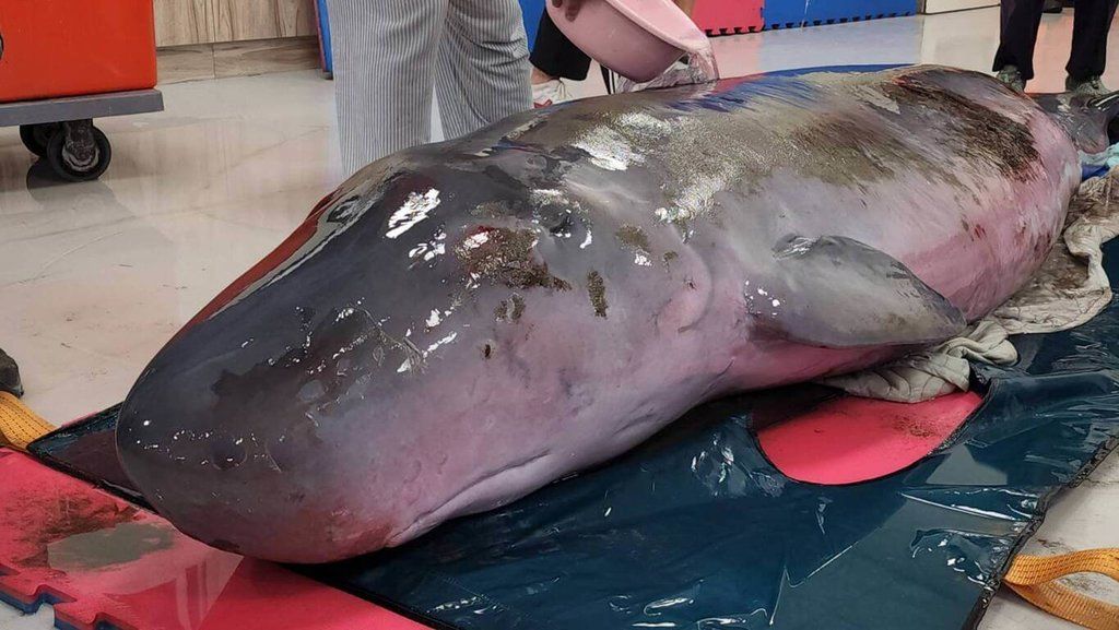 ▲一對母子小抹香鯨22日擱淺在桃園市笨港沙灘，孩子擱淺不久後死亡，母親送至基隆八斗子岸置中心復健，經初步檢查，體表擦傷且體型稍微消瘦，目前心跳穩定，已抽血檢驗。（圖／基隆市府提供）