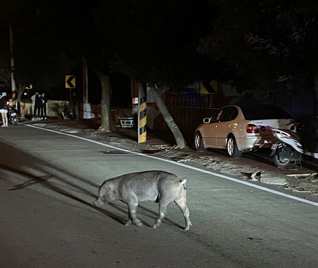 ▲臺中龍井區向上路交段，20日凌晨驚見300台斤黑豬逛大街，經警民合力圍捕30分鐘落網。（圖／警方提供）