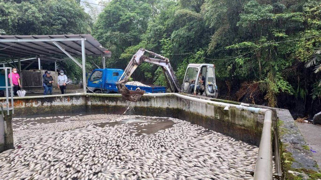 ▲宜蘭縣近日強降雨，使得多處電力中斷，大同鄉樂水村某養殖漁場因停電水車無法運轉，造成養殖池缺氧，約有3萬6000尾加州鱸魚死亡，業者估計損失超過新台幣100萬元。（宜蘭縣政府提供）中央社記者王朝鈺傳真 111年10月23日
