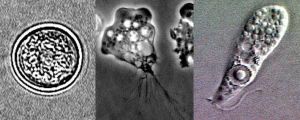 ▲Naegleria fowleri(圖/翻攝美國CDC) ▲在自然界僅有「福氏內格里」阿米巴原蟲會感染人類,病例更是少見,但一旦不幸感染,死亡率則高達9成。(圖/翻攝美國CDC)