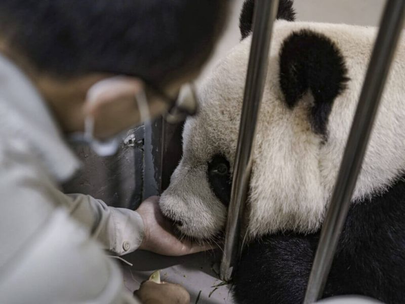 <p>▲大貓熊「團團」在11月19日於麻醉中離世。（台北市立動物園提供）</p>