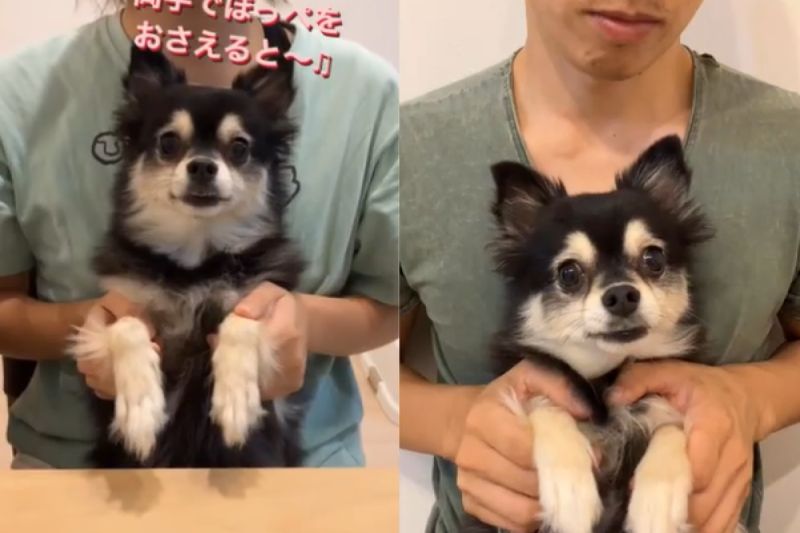 ▲用相同動作舉愛犬，在媽媽手上很乖，到爸爸手上卻狂咬。（圖／Instagram：sasuke.1019）