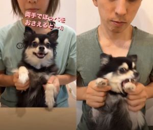 爸爸媽媽抬起佐助的手,牠的反應大有不同。(圖/Instagram:sasuke.1019) ▲爸爸媽媽抬起佐助的手,牠的反應大有不同。(圖/Instagram:sasuke.1019)