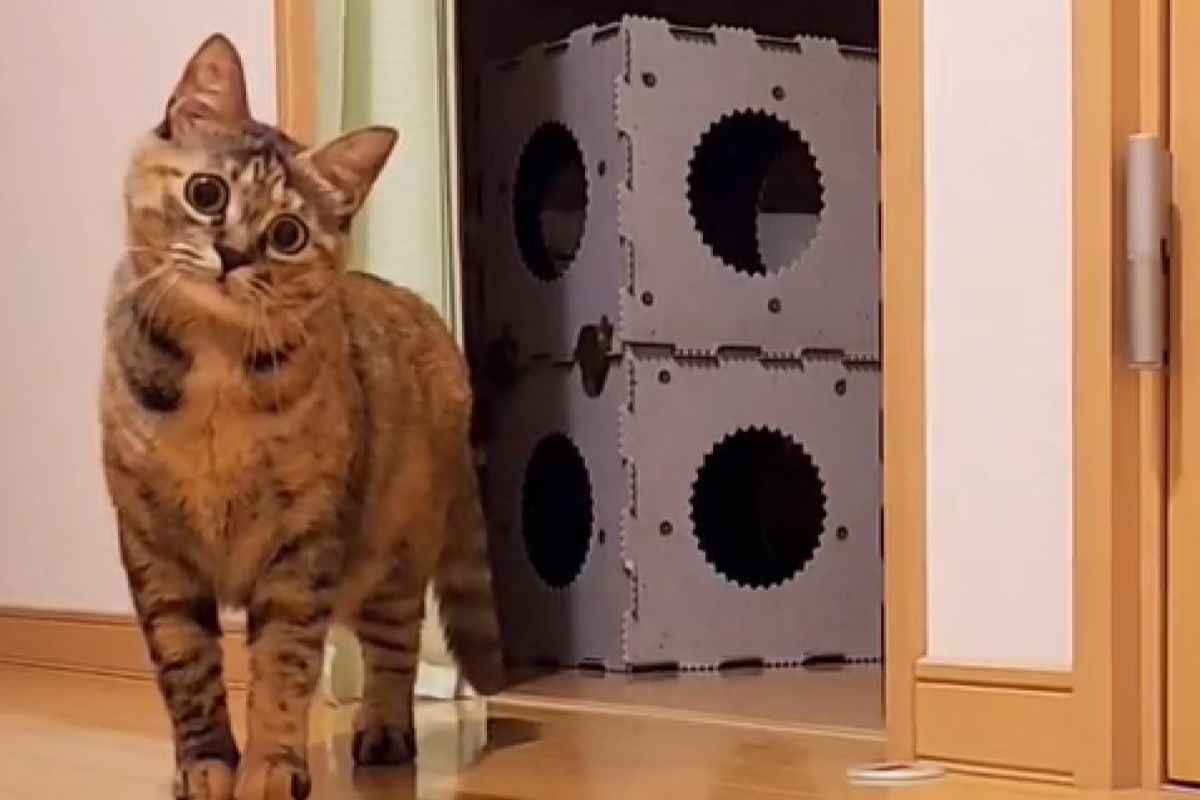 ▲小母貓戰鬥模式預備！威武拱背並小心翼翼地靠近：「準備開玩了」。（圖／TiKTok：runa_513_tattoo） 