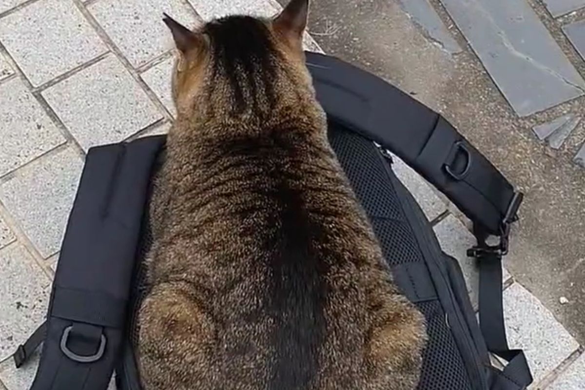 ▲貓咪堅持用母雞蹲的方式窩在背包上，被人類推開秒黏回：「別想讓我離開！」（圖／Twitter：jagtmdjtt） 