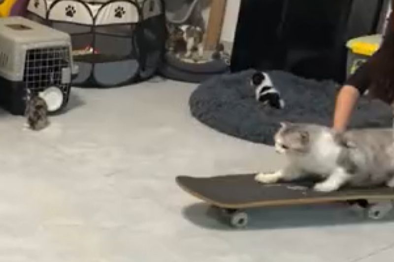 貓玩滑板超酷！下秒「腥風血雨」　網笑：喵喵已抵達戰場
