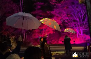 ▲結合科技與互動設計的「光影晚楓展」，利用大型變色燈具照射在楓樹上，同時搭配感應式地幕互動投影。（圖／記者黃仁杰攝）