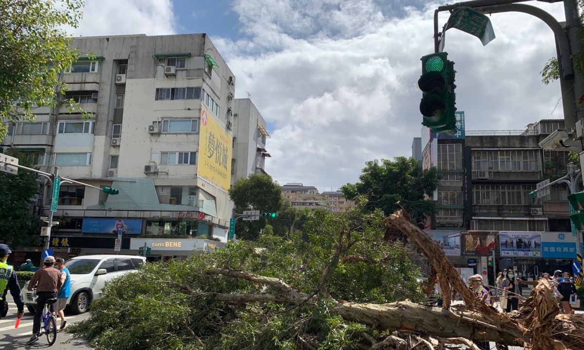 ▲台北市松山區民生東路五段與新中街口，28日上午發生路樹無預警倒塌的意外。（圖／戴錫欽辦公室提供）