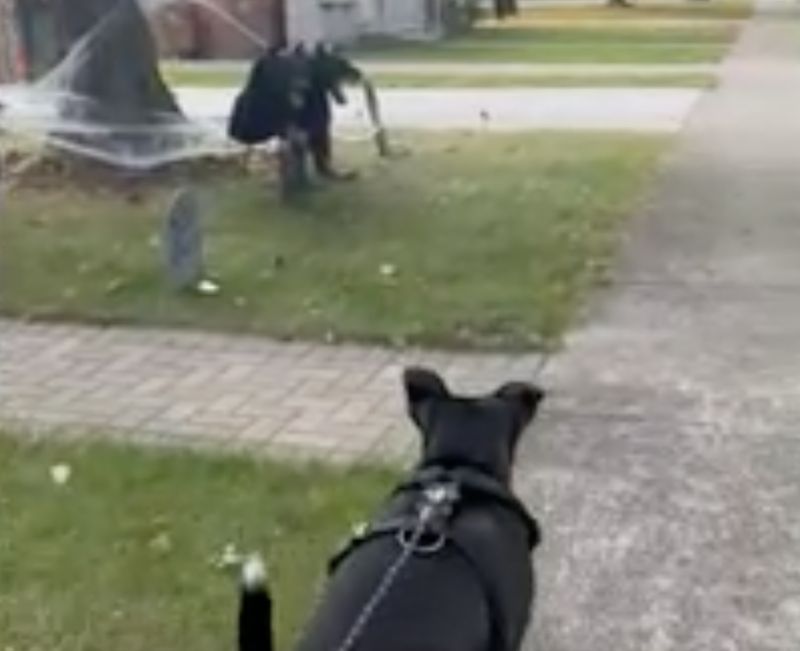 鄰居萬聖節擺「三頭犬」！小黑散步被嚇爆：馬麻牠們好兇
