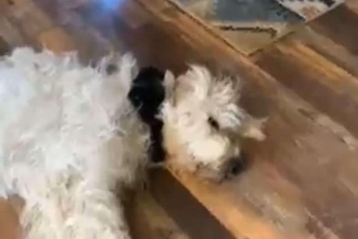 ▲狗狗戴的黑色項圈真漂亮！下秒項圈竟抬起頭露睏臉：「有事喵？」。（圖／Youtube：ViralHog）